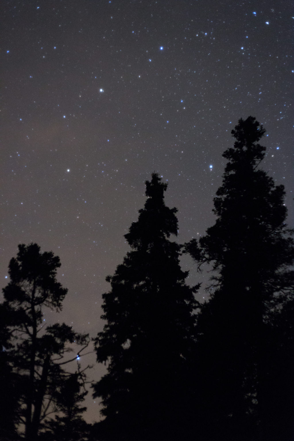 Tall Trees Under Night Sky