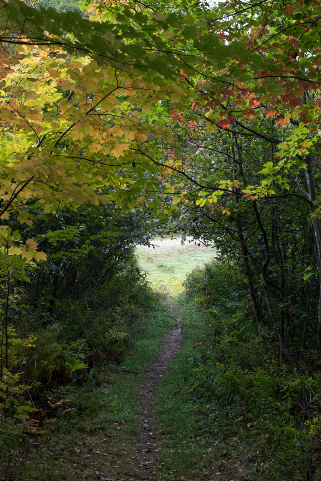 Narrow Path Through Thick Woods