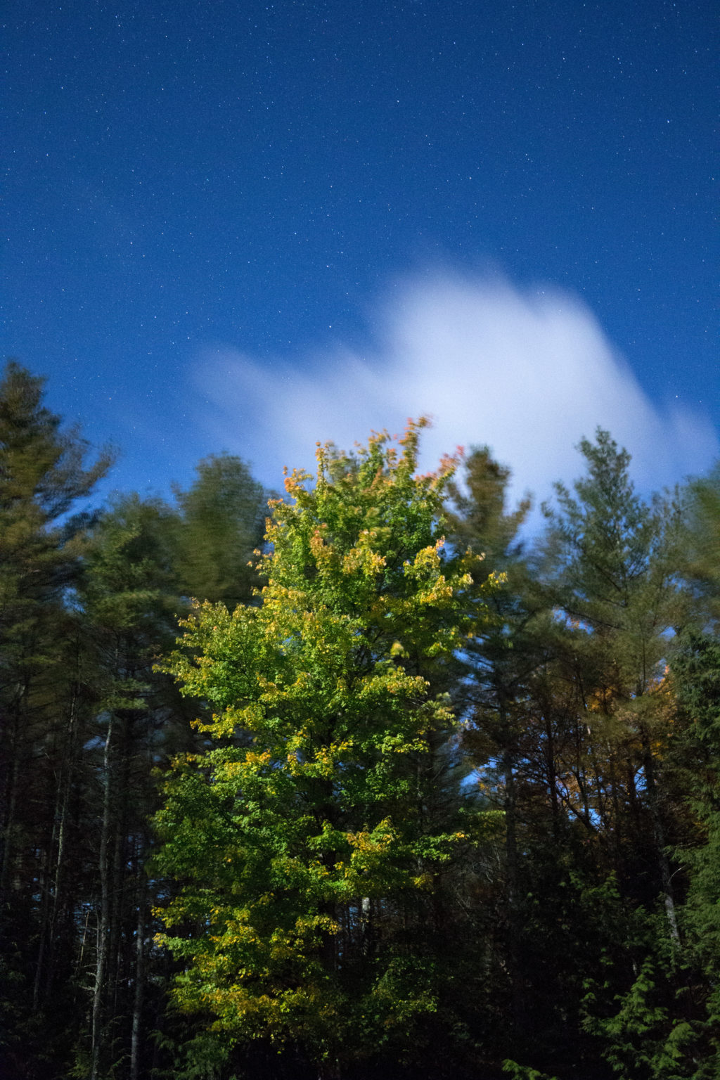 Vibrant Green Tree and Blue Sky