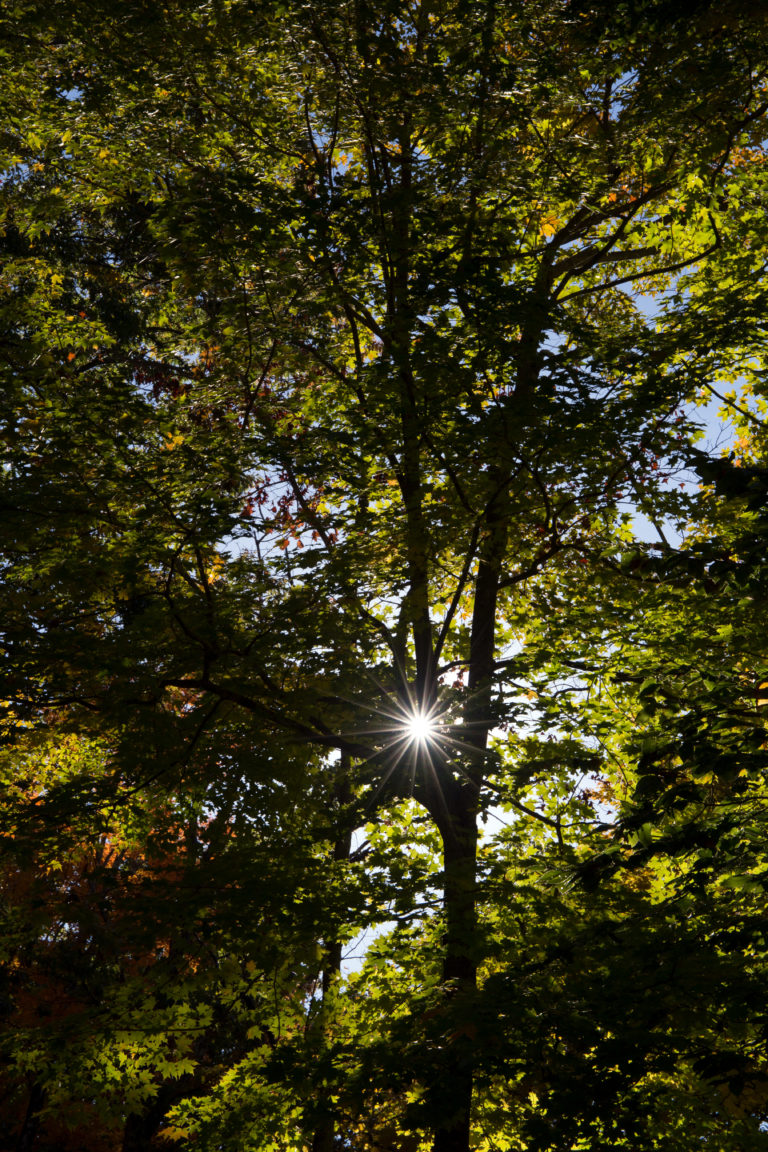 A Hint of Sunshine Through the Trees