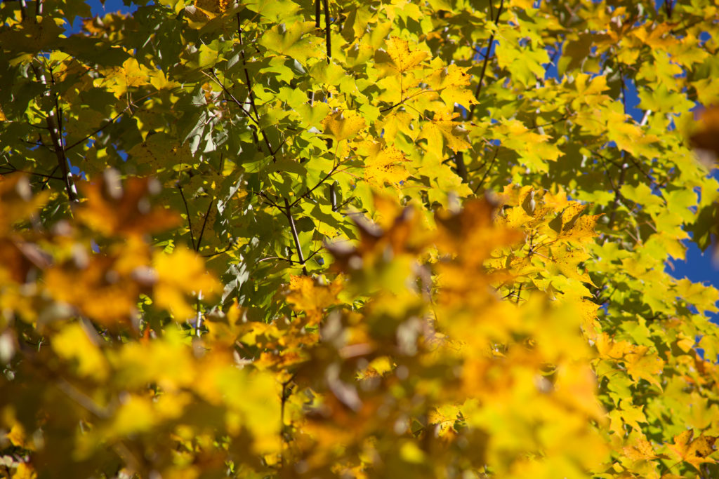 Maple Foliage