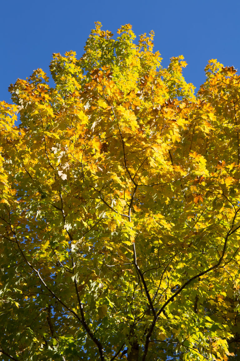 Yellow Autumn Tree