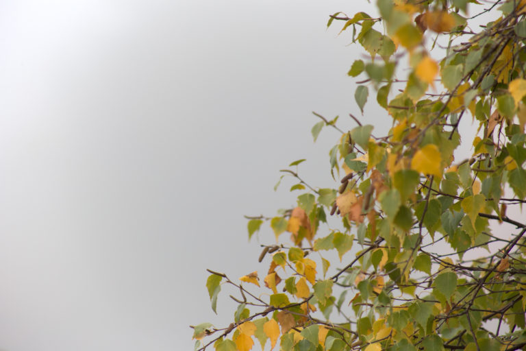 Tree Branches in Thick Fog