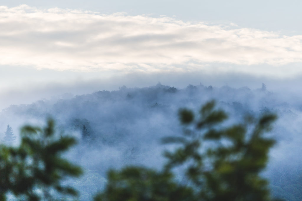 Jungle Feel Landscape