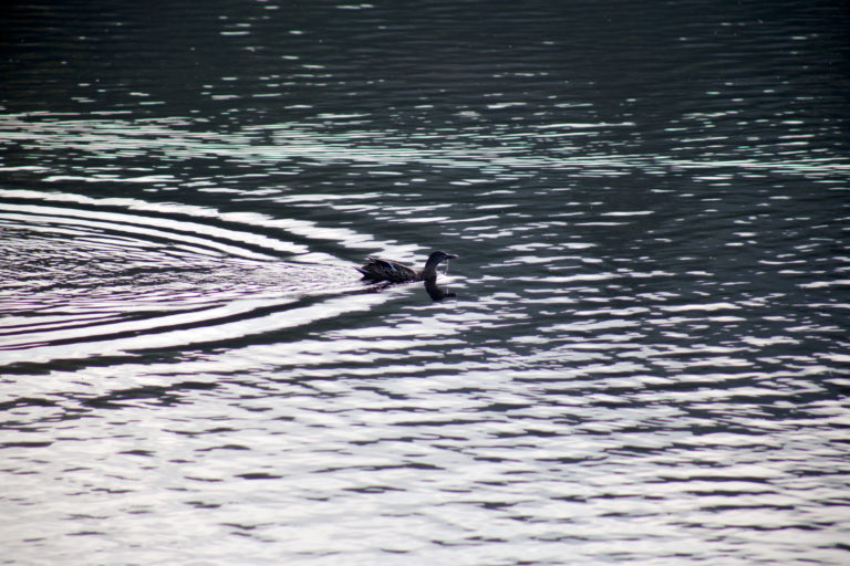 Duck with Wake