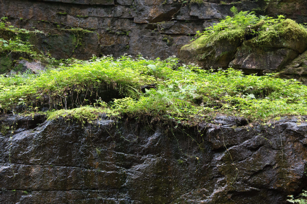 Fern Covered Rocks