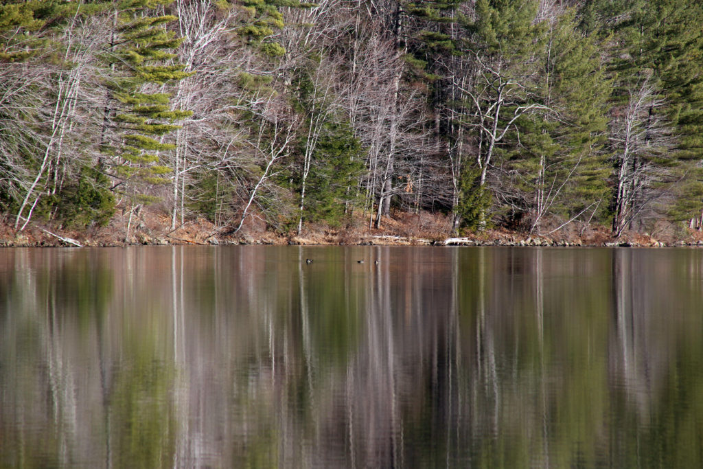 Bare Tree Reflections