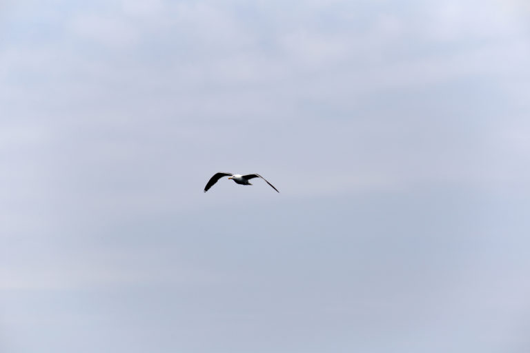 Lone Seagull