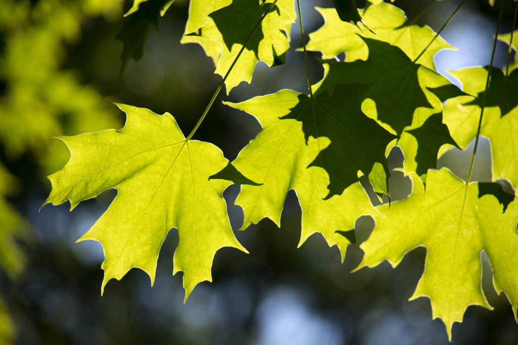 Summer Maple Leaves