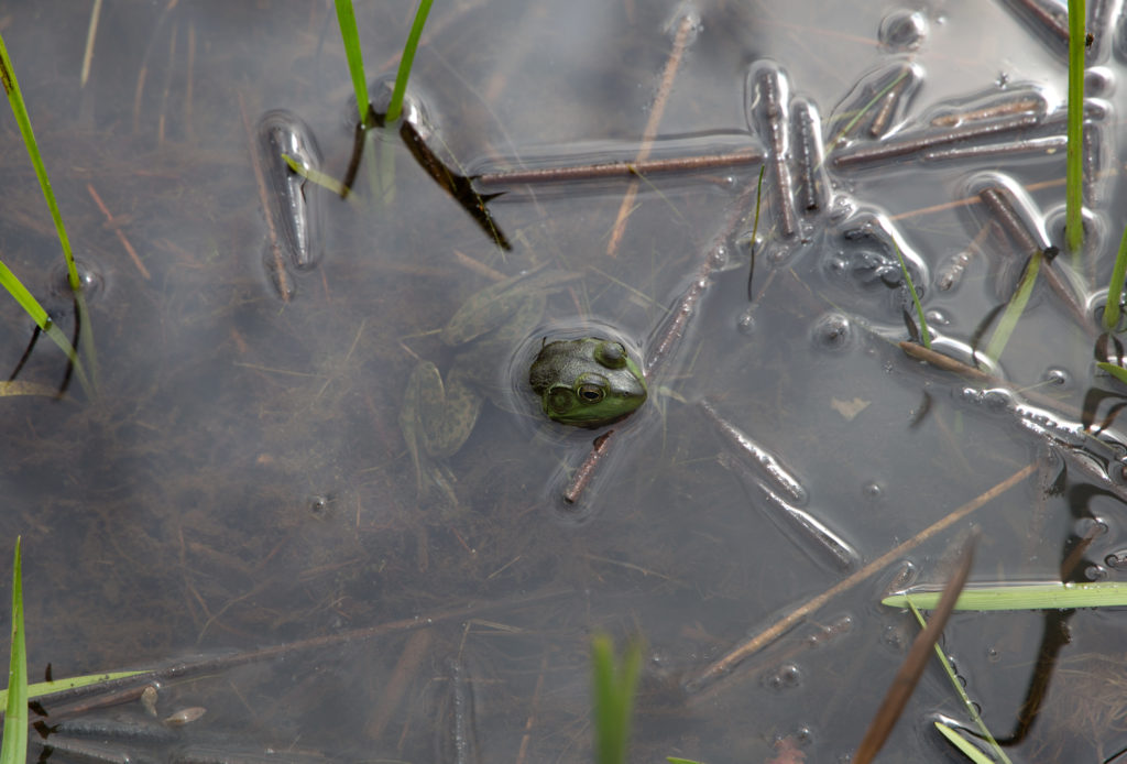 Frog Peeking Out of Pond