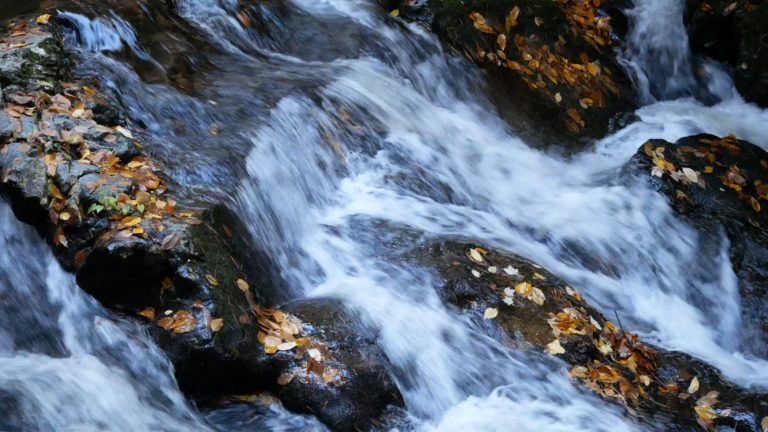 Autumn Leaves in River Water