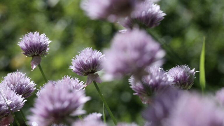 Beautiful Garden Chive Flowers