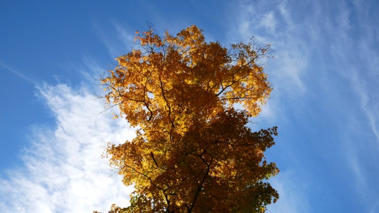 Clouds Above a Maple Tree