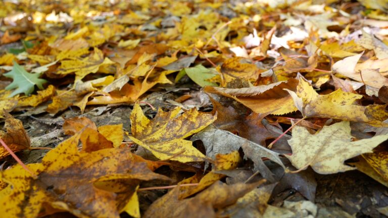 Fallen Autumn Leaves