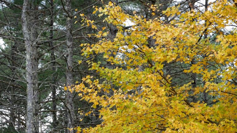 Falling Autumn Maple Leaves and Swaying Pine Trees