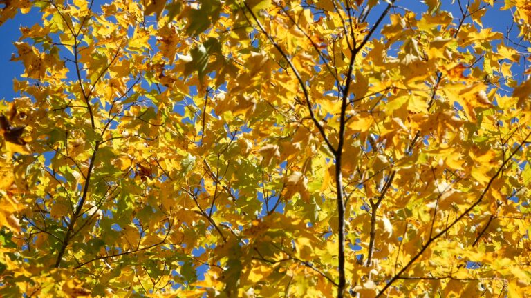 Golden Maple Tree in the Breeze