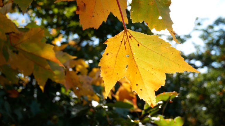 Maple Leaf in the Sunlight