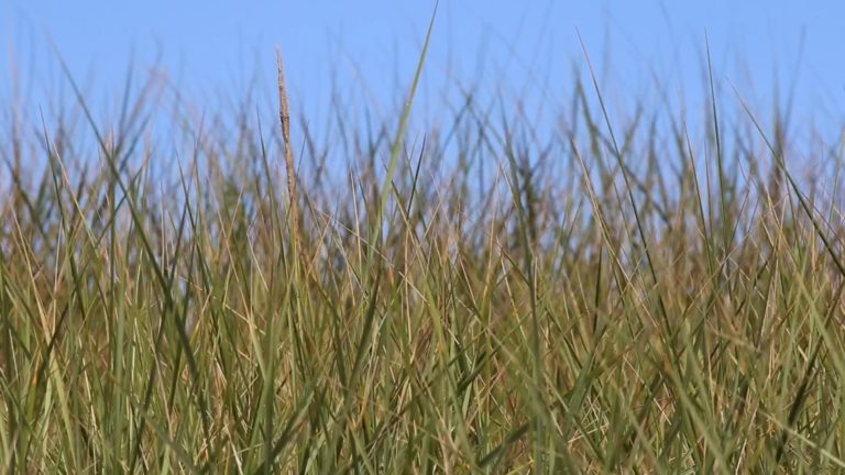 Tall Grass Blowing in the Wind