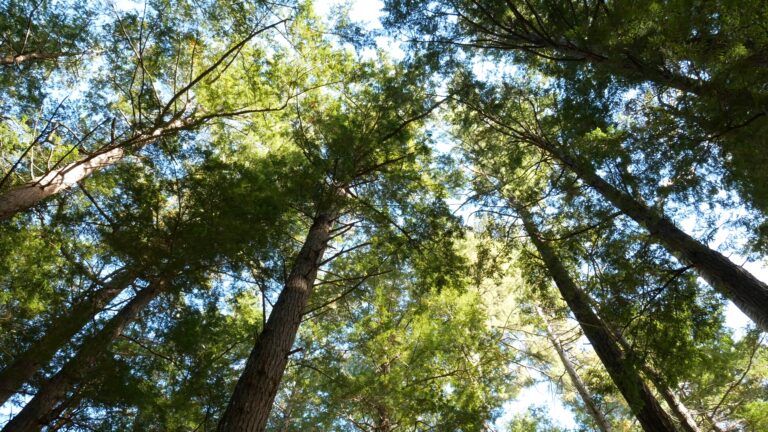 Tall Pine Tree Forest